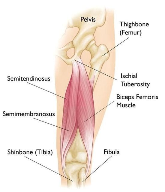 Hamstring Strains